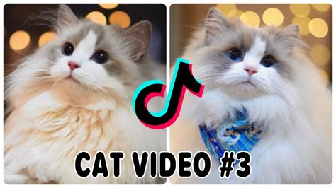 kittycait|kitty cat tik tok.